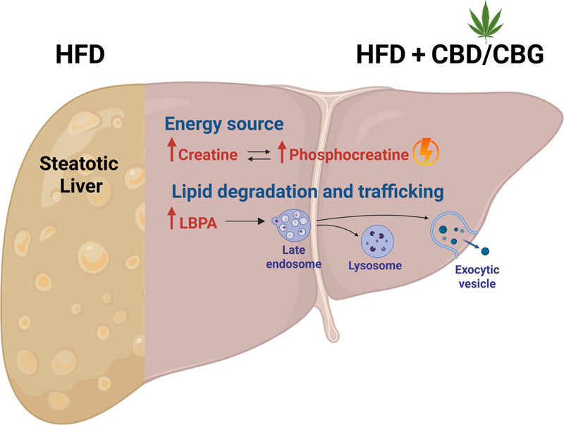 Cannabis Compounds Show Promise in Fighting Fatty Liver Disease - The ...