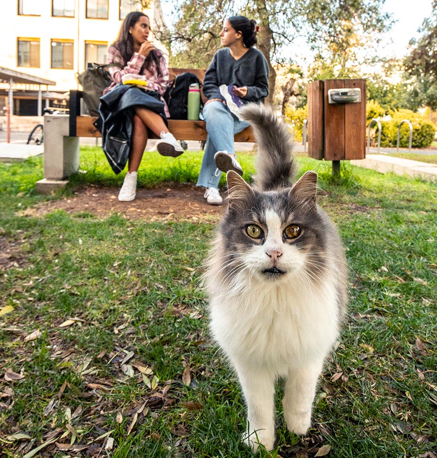 Antibiotic Resistance Threatens Vision in Pets and Horses, New Hebrew U Veterinary Review Warns