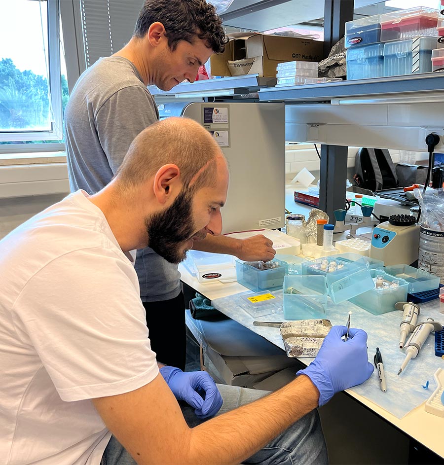 Budget-Friendly Lab-Grown Steak with Realistic Texture Cooked Up at Hebrew U