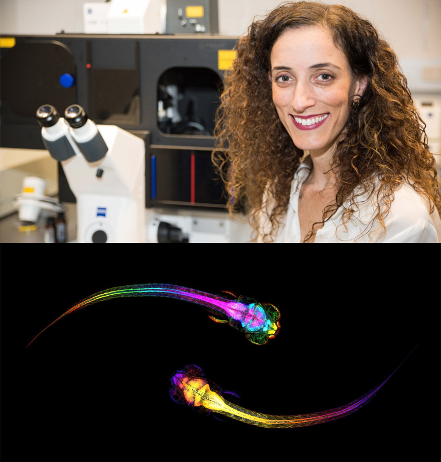 The Brain Predicts Social Interaction Before It Starts, New Hebrew U Study Finds