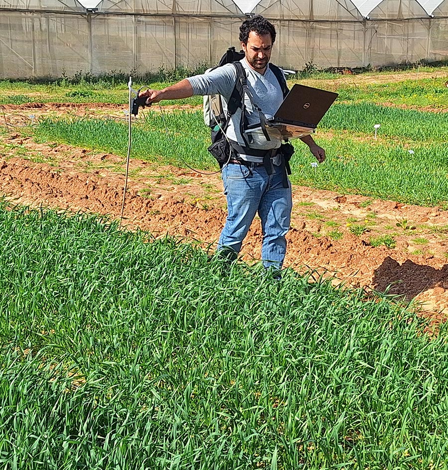 International Partnership Yields Climate-Resilient Wheat for a Hotter, Drier Middle East