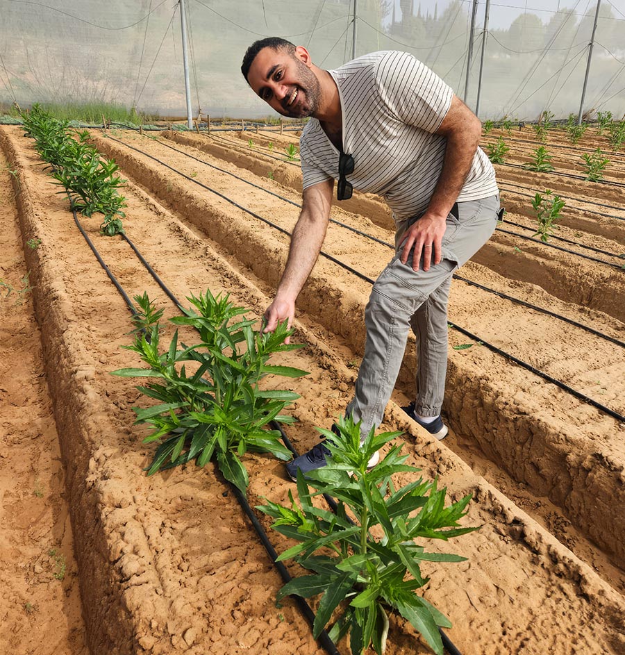 Plants That Make Real Dairy Protein? Heberw U Scientists Discover an Unexpected Shortcut
