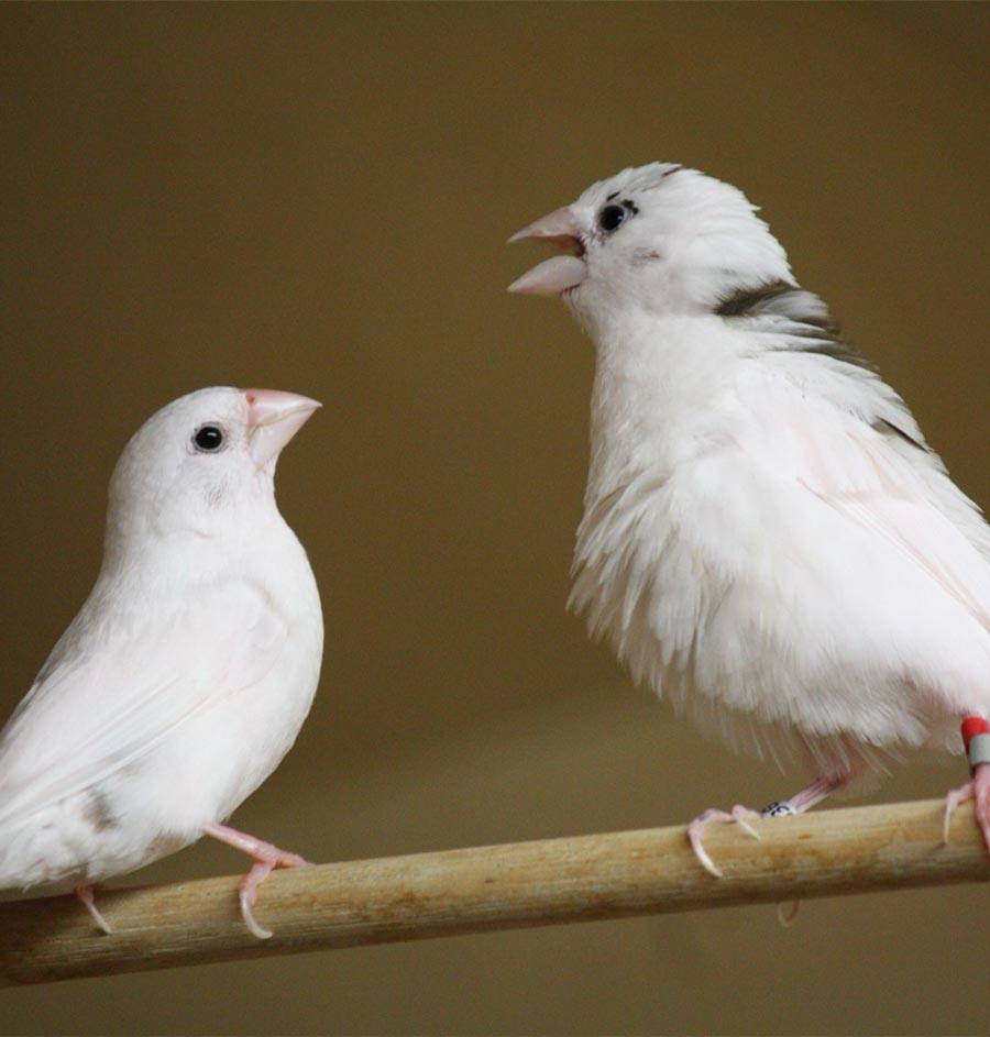 Do Birds Learn Like Babies? New Hebrew University Study Finds Language-Like Patterns in Finch Songs