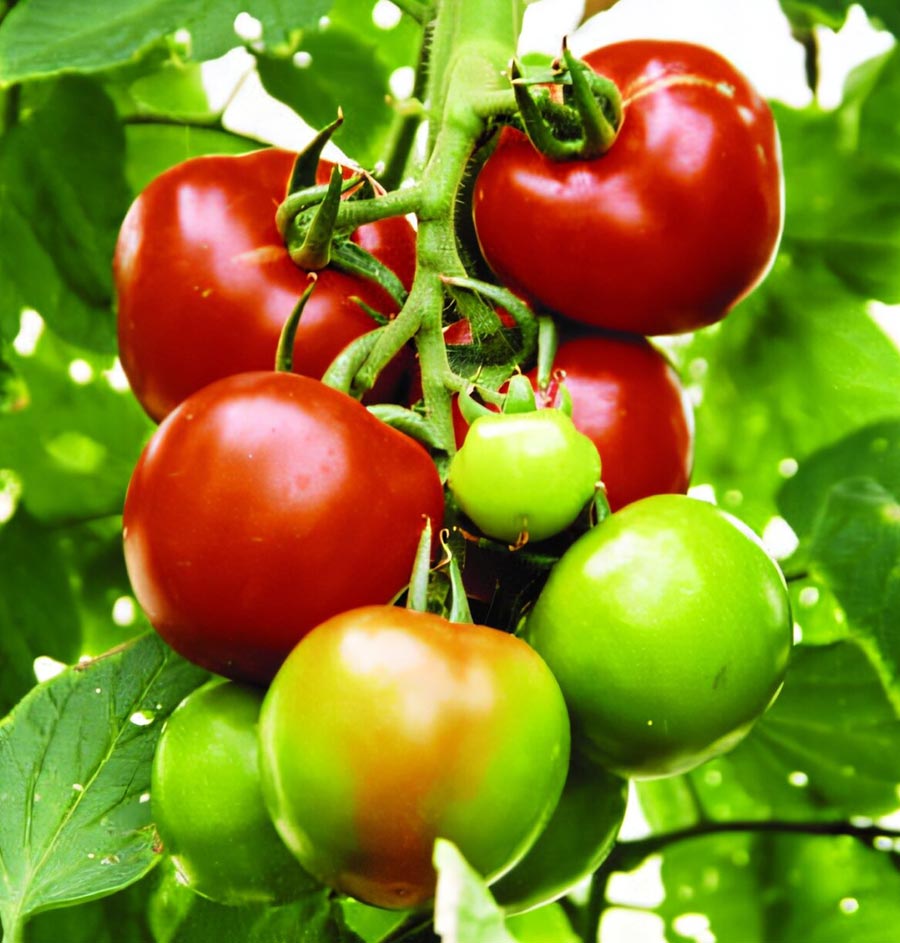 How Tomato ‘Golden Hour’ Research From Hebrew University Could Help Crops Survive Heatwaves and Drought